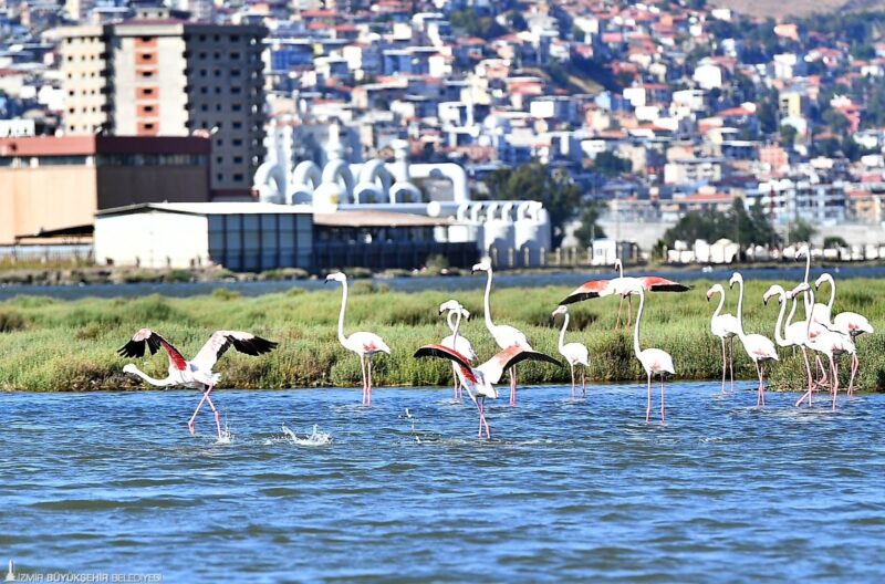 İzmir Büyükşehir Belediyesi ve Doğa Derneği işbirliğiyle 15-17 Eylül tarihlerinde