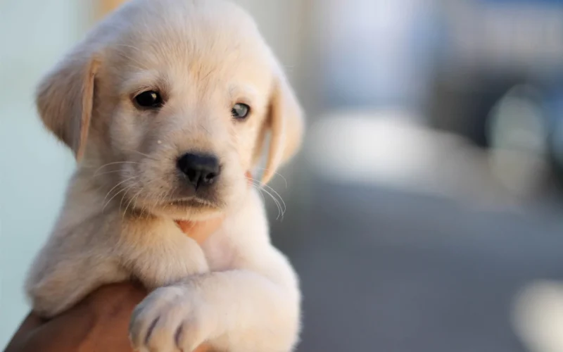 İzmir Büyükşehir'den hayvanseverleri sevindirecek bir karar geldi. Barınaktan sahiplenilecek köpeklerin