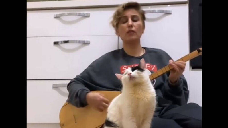 Sosyal medyaya düşen bir kedi videosu büyük ilgi gördü. Sahibinin