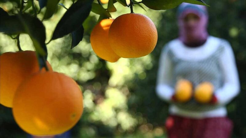 Tarım ve Orman Bakanlığı'nın hazırladığı rapora göre turunçgillerde görülen yeşillenme