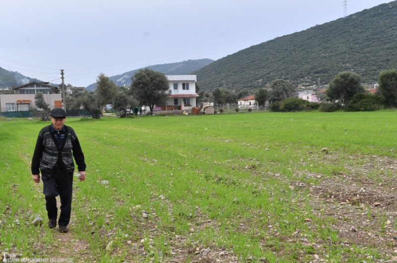 İzmir Büyükşehir Belediyesi, küçükbaş hayvan üreticilerine sağladığı yem desteğini artırmak