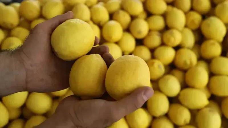 Limon, mutfaklarımızda ve sofralarımızda vazgeçilmez bir yere sahip. Salatalara, çorbalara,