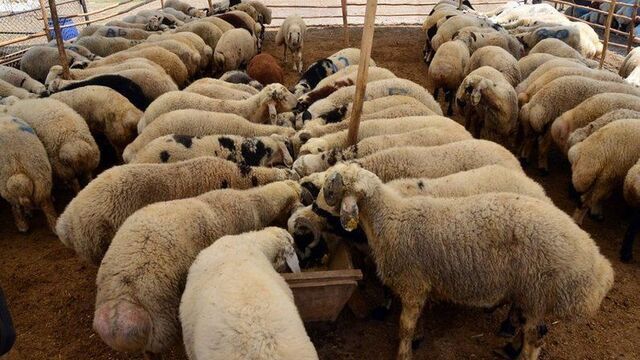 Tarım ve Orman Bakanlığı, Kurban Bayramı öncesi il içi ve
