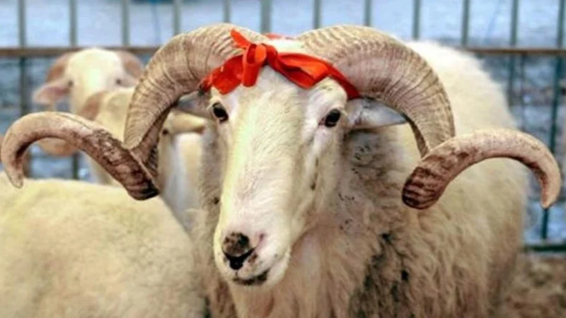 Sivas Belediyesi Hayat Ağacı Derneği'nde vekâletle kurban kesimi bedeli belirlendi.