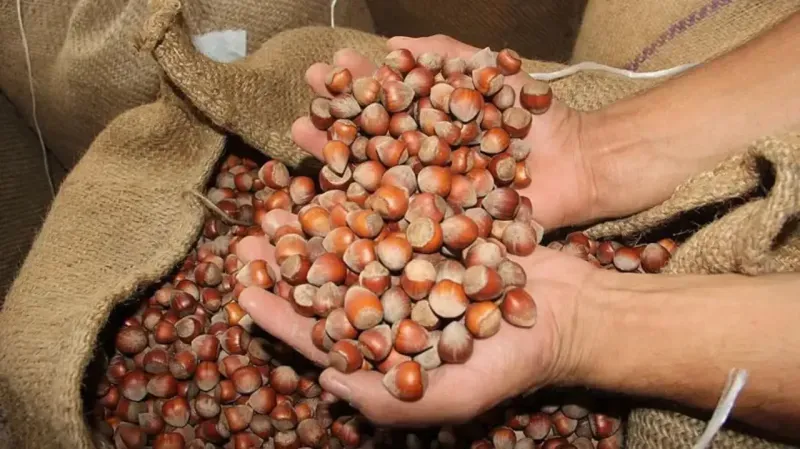 Günde bir avuç tüketmenin vücudunuzda yaratacağı inanılmaz değişimlere inanamayacaksınız. Fındık,