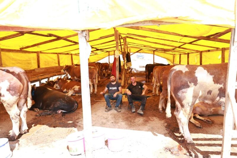 
Gebze Belediyesi tarafından Balçık Mahallesi’nde kurulan kurban pazarında hayvan satışına