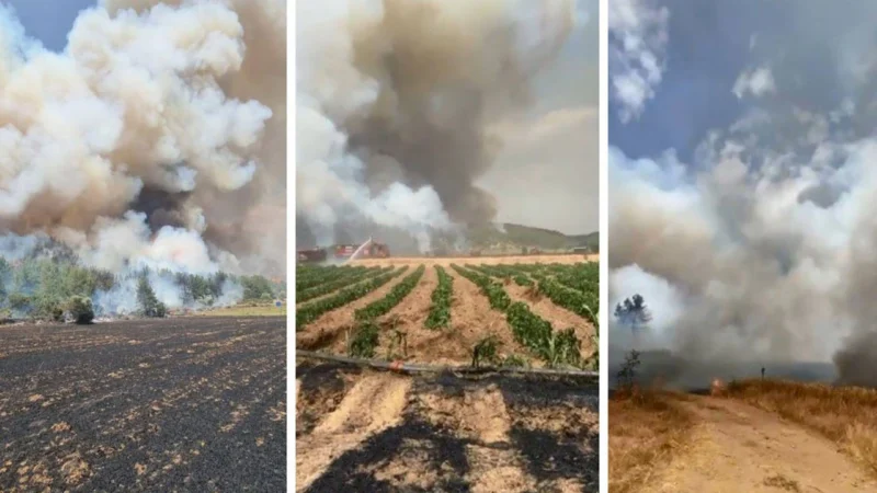 Çanakkale'nin Eceabat ilçesinde orman yangını çıktı. Ekiplerin yangına müdahalesi sürüyor.