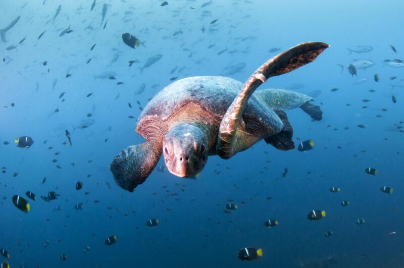 2024'ten 2027'ye kadar sürecek olan üç yıllık anlaşma kapsamında WWF
