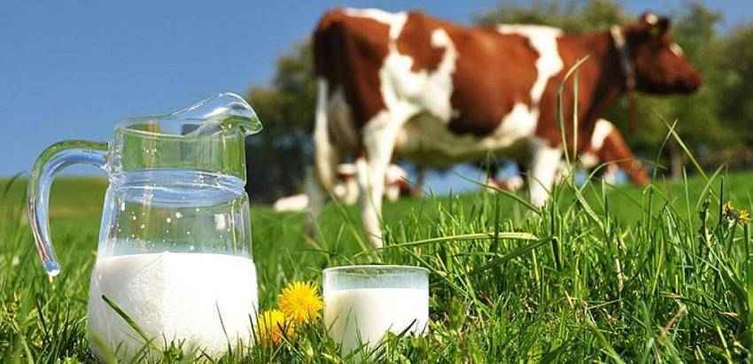 Yenişehir Süt Üreticileri Birliği Başkanı Nazif Tuna'nın açıklamaları, süt fiyatlarındaki