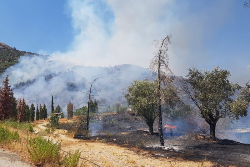İzmir'in Selçuk ilçesinde henüz bilinmeyen bir nedenle orman yangını çıktı.