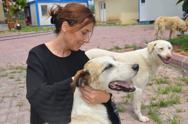 Seyhan Belediye Başkanı Oya Tekin, sokak hayvanlarına ilişkin yasa teklifini