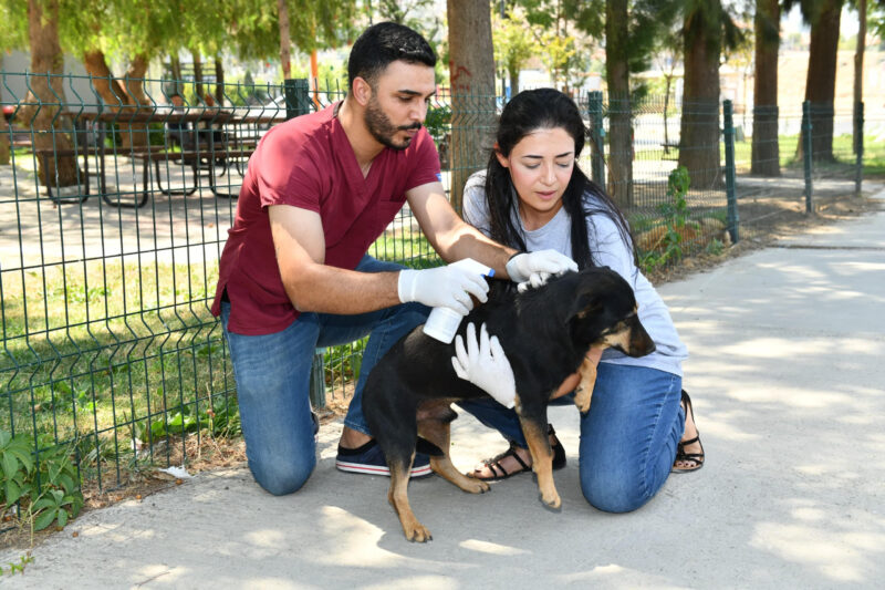 Çiğli Belediyesi, sokak hayvanlarının sağlıklı bir yaşam sürdürmesi amacıyla dış