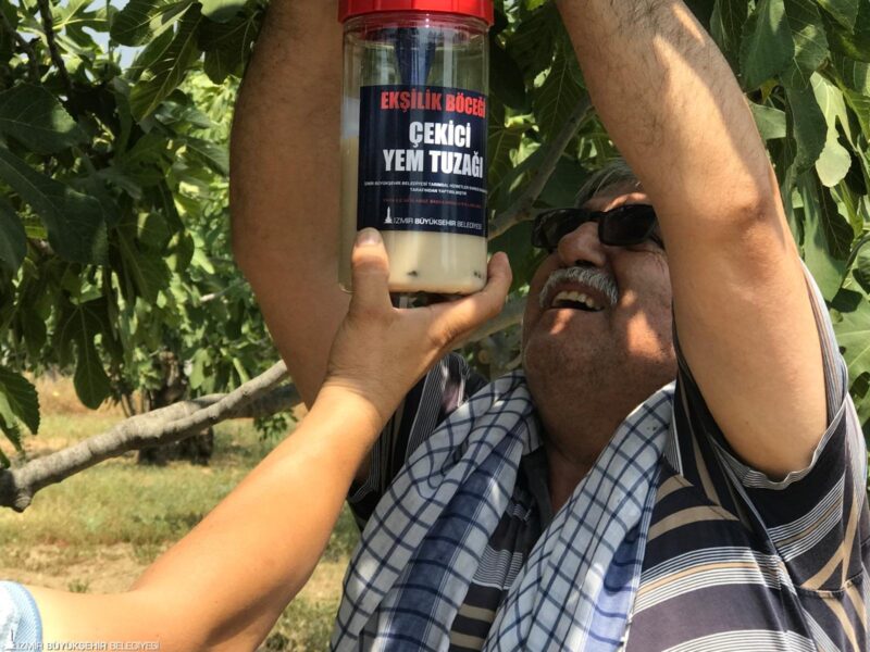 İzmir Büyükşehir Belediyesi incirde verimliliği artırmak ve doğada kimyasal ilaç
