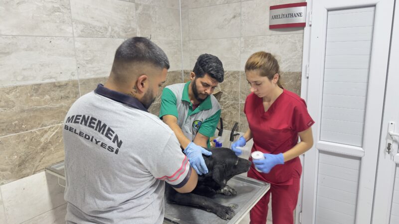 Yangından kurtarılan can dostlara Menemen’de şefkat eli
İzmir'de hafta sonu yaşanan