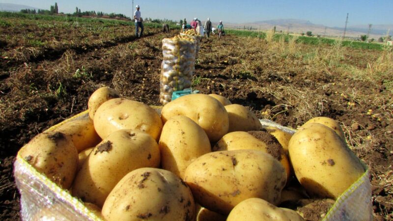 Üreticilerin yaşadığı ekonomik sorunlar günden güne katlanarak artıyor. Patates fiyatlarının