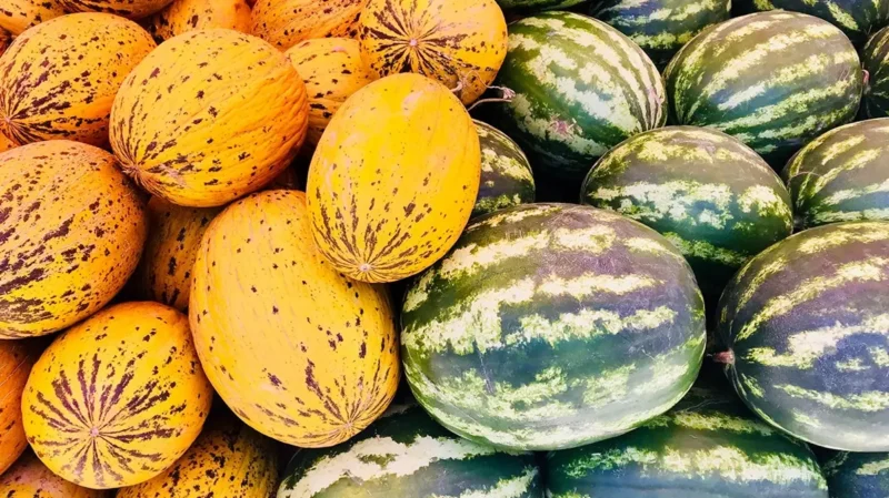 Yazın serinleten iki favori meyve: Karpuz ve kavun. Peki, hangisi