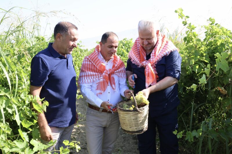 - ÜZÜM KESTİ, YIKADI, SERDİ
Menemen Belediye Başkanı Aydın Pehlivan, sabah