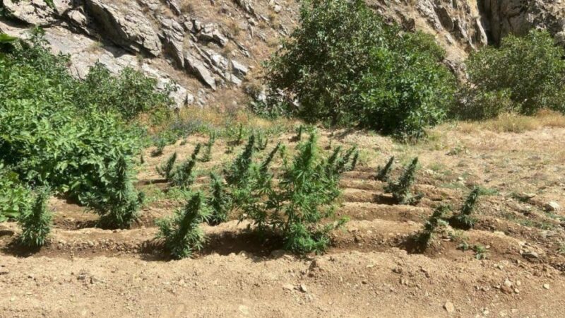 Bingöl İl Jandarma Komutanlığı, uyuşturucu ile mücadele kapsamında son iki