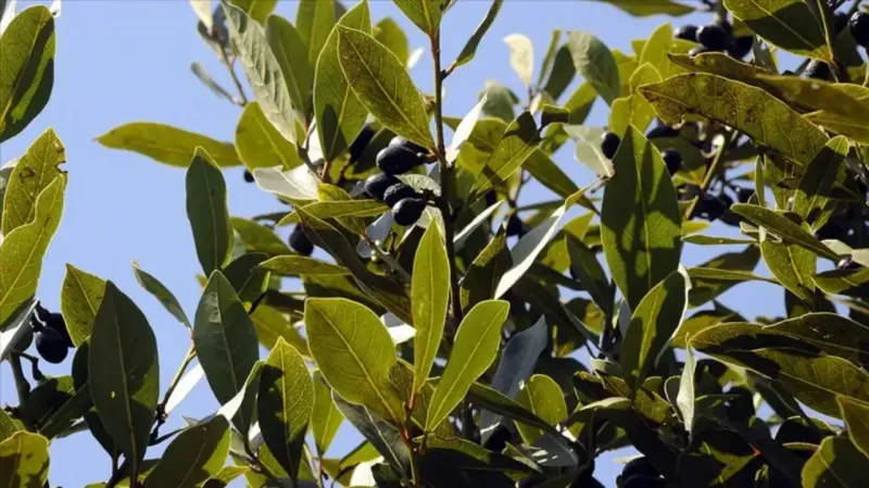 Pastacıların keşfettiği bu basit yöntemle ununuzu uzun süre taze tutabilir,