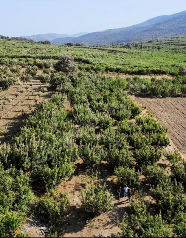 Kemalpaşa Kamberler köyünde 2B arazilerde çiftçilik yapan vatandaşlar Çevre, Şehircilik
