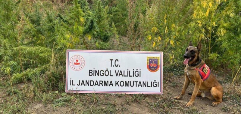 İl Jandarma Komutanlığı, Bingöl’de uyuşturucu madde imalatı ve yasa dışı