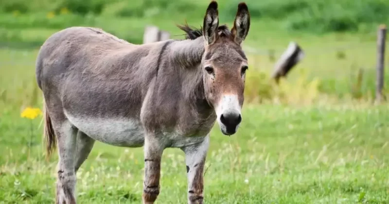 At, eşek ve zebra gibi tek tırnaklı hayvanların etlerinin tüketimi,