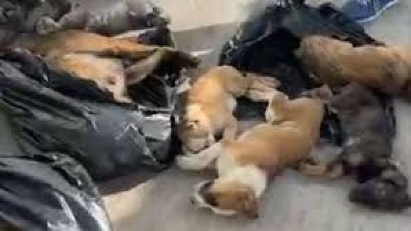 Gebze'deki barınakta, sokaktan toplanan 43 hayvan, zehirli iğnelerle öldürüldü. Olay,