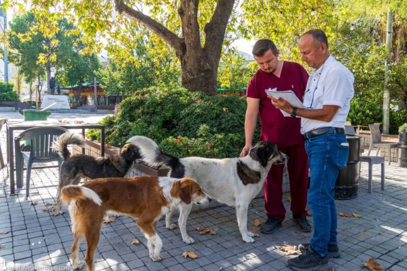 
İzmir Büyükşehir Belediyesi, Sahipsiz Köpek Popülasyonu Yönetimi İzmir Eylem Planı’nın