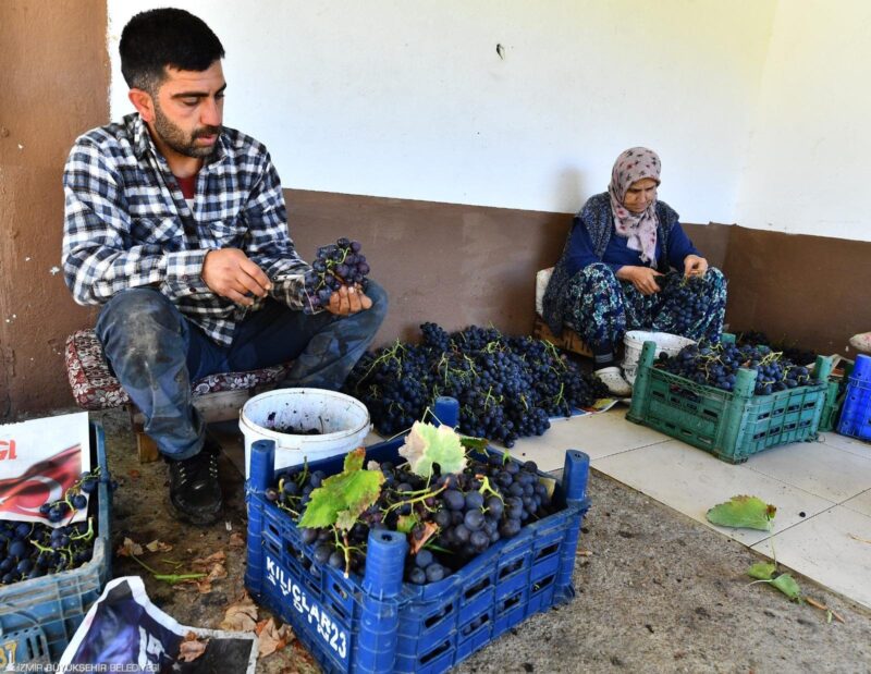 Zor günler geçiren üzüm üreticisinin imdadına İzmir Büyükşehir Belediyesi yetişiyor.