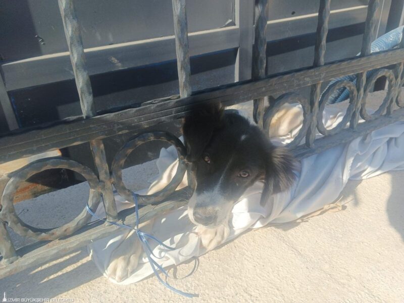 İzmir Büyükşehir Belediyesi itfaiye ekipleri, bu kez de bir köpeğin