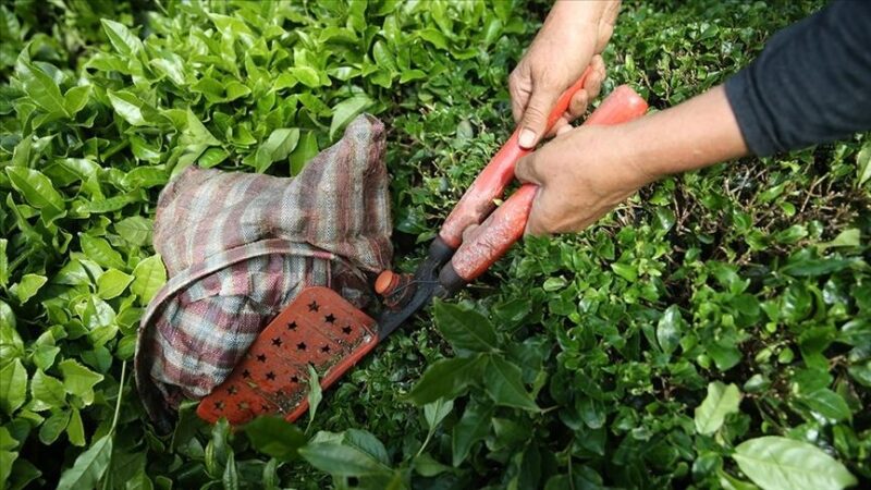 Rize'den ocak-kasım döneminde yapılan çay ihracatından sağlanan gelir 9 milyon