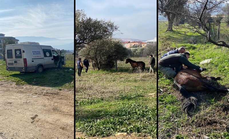 Kemalpaşa’da vatandaşlar tarafından yaralı halde bulunan Yılkı Atı, tedavi edilerek