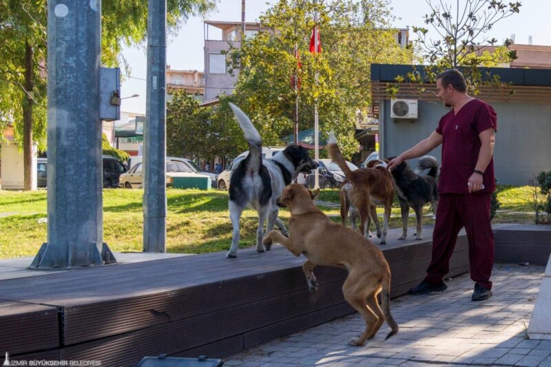 İzmir Büyükşehir Belediyesi, Sahipsiz Köpek Popülasyonu Yönetimi İzmir Eylem Planı’nın
