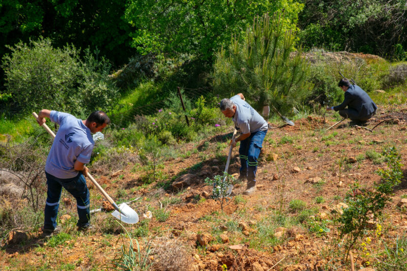Güzelbahçe Belediyesi, Kahramandere Mahallesi’ndeki 3 dönümlük araziye 500’e yakın sakız