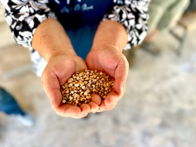 
Urla Belediyesi, üreticiye verdiği sözü tutmaya devam ediyor. Zeytin fidanı