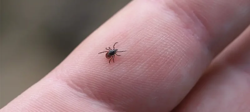 Yaz aylarında artış gösteren kene vakaları, Kırım Kongo Kanamalı Ateşi