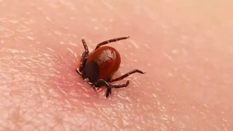 Çankırı’nın Bayramören ilçesinde Kırım Kongo Kanamalı Ateşi (KKKA) hastalığı şüphesiyle
