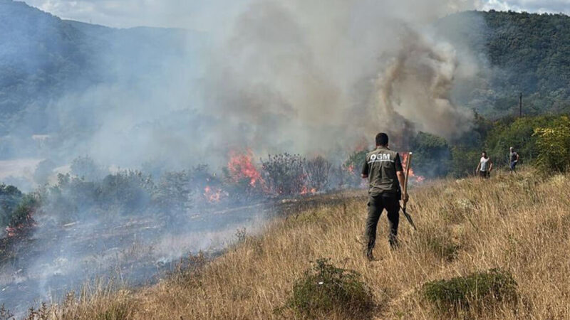 Kırklareli'nin Vize ilçesi Kıyıköy beldesi Saray Yolu mevkisinde çıkan orman