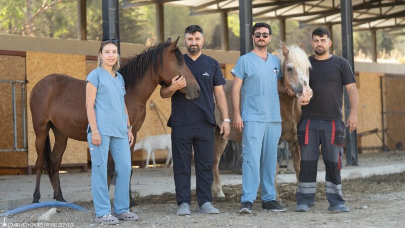 İzmir Büyükşehir Belediyesi Yükten Düşmüş Binek Hayvanları Rehabilitasyon Merkezi'nde sahipsiz