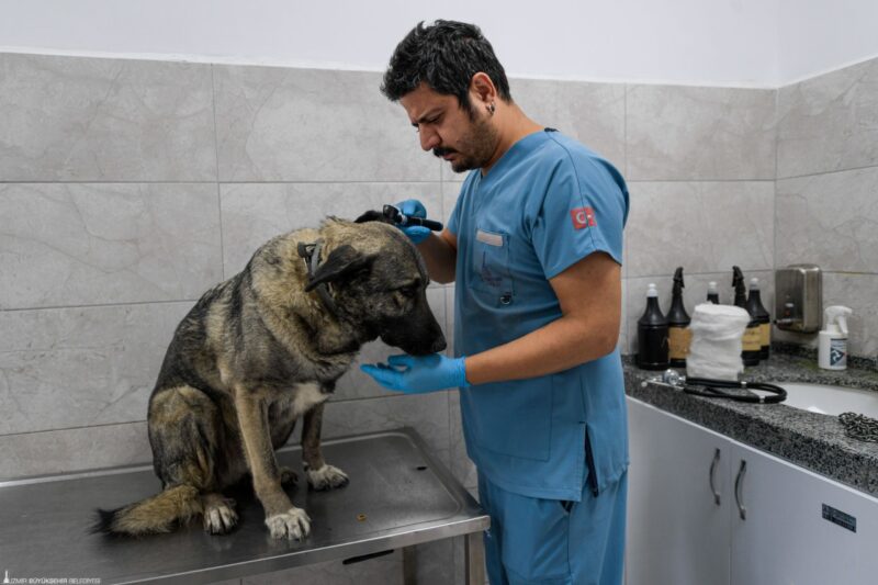 İzmir Büyükşehir Belediyesi, önceki gün Menemen’de çıkan yangından kurtarılan köpek