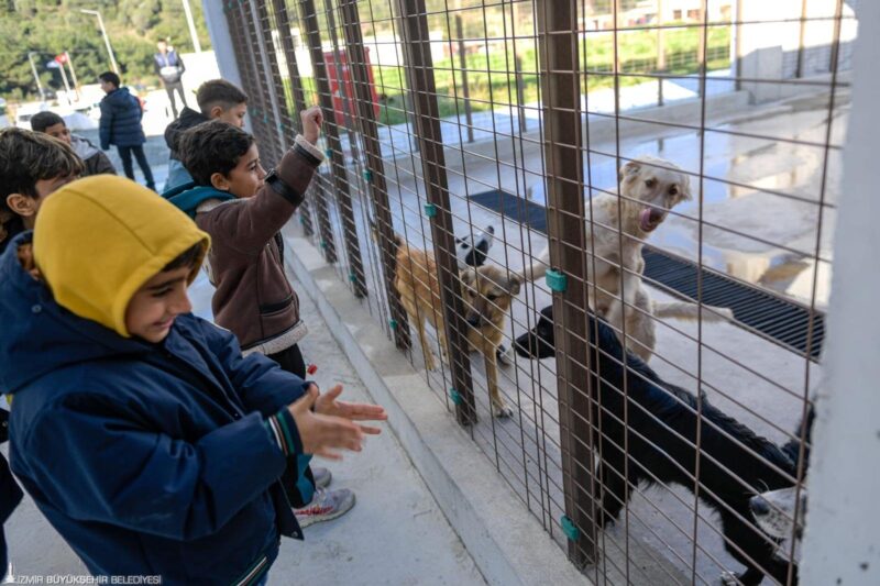 İzmir Büyükşehir Belediyesi tarafından öğrencilere yönelik düzenlenen Pako Sahipsiz Hayvan