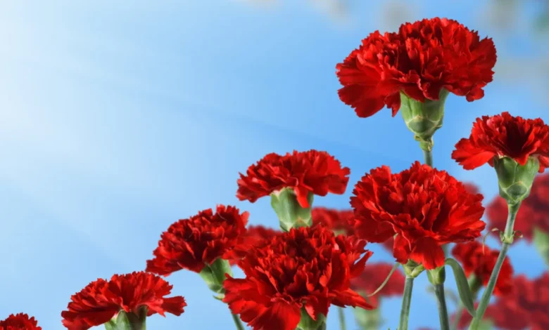 Her yıl 8 Mart’ta kutlanan Dünya Kadınlar Günü, kadın hakları