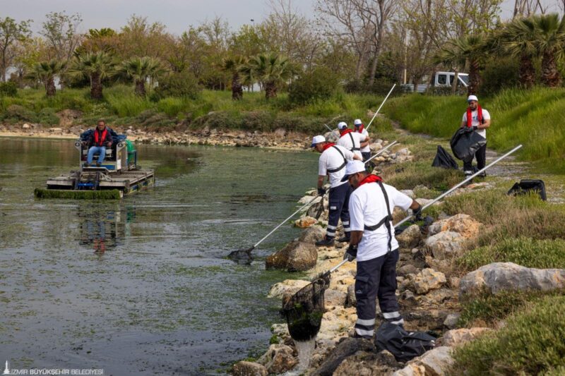 İzmir Büyükşehir Belediyesi ekipleri, Körfez’de görülen deniz marullarının temizlenmesi için