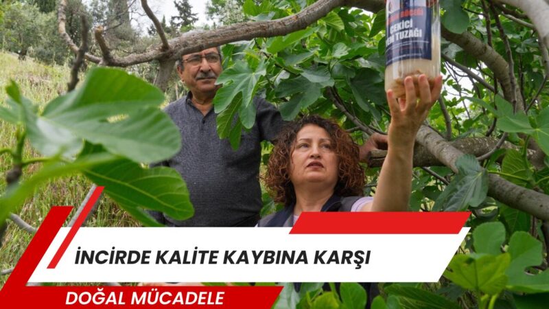 İzmir Büyükşehir Belediyesi, incirde kalite kaybına neden olan ekşilik böceğiyle