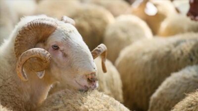 Kurban Bayramı’nın yaklaşmasıyla birlikte vatandaşlar, kurban ibadetine ilişkin dini şartları