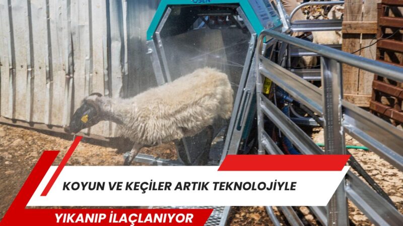 İzmir Büyükşehir Belediyesi, küçükbaş hayvancılığın kalitesini ve hayvan sağlığını artırmak