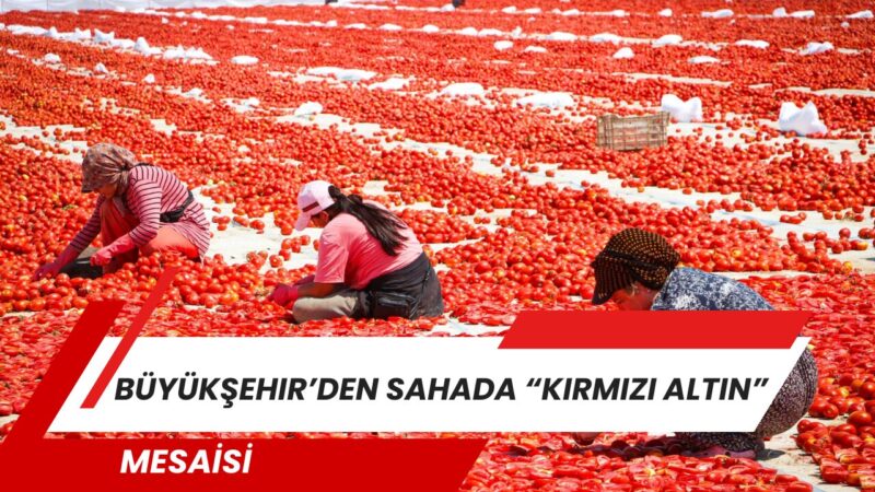 İzmir Büyükşehir Belediyesi, Torbalı’nın kuru domates üreticileri ve tarım işçilerini