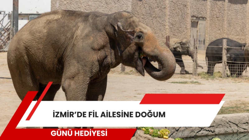 İzmir Doğal Yaşam Parkı’nın yaklaşık 6 tonluk sakini Winner, 24’üncü
