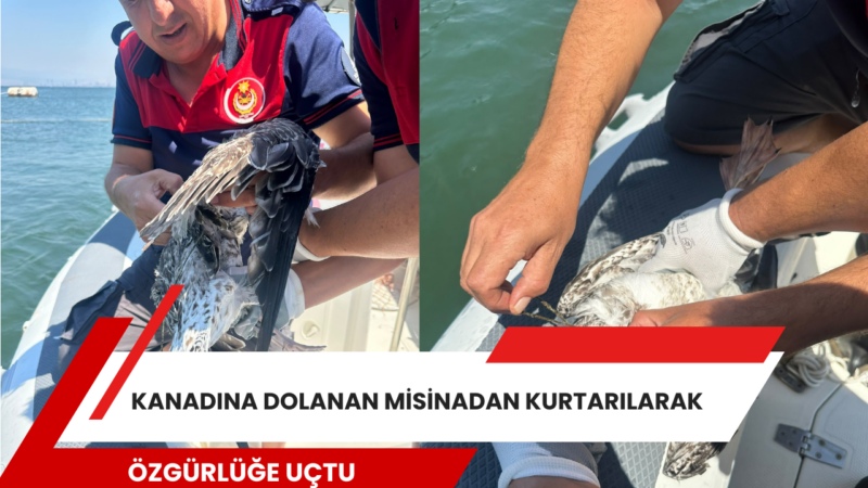 İnciraltı'nda kanadına dolanan misina nedeniyle uçamayan ve yaşamı tehlikeye giren