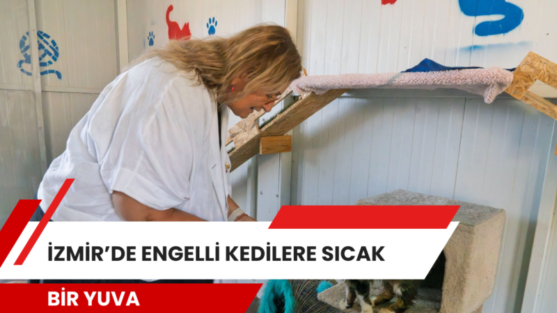 İzmir Büyükşehir Belediyesi, sokakta yaşamını sürdüremeyecek özel gereksinimli kediler için
